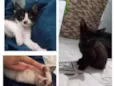 As chamo de bebê