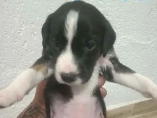 Cachorro ra a Vira lata com hugaron idade 2 a 6 meses nome Aa