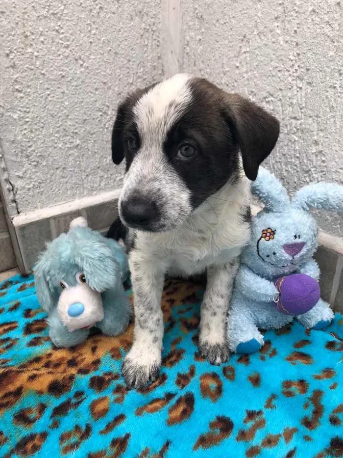 Cachorro raça SRD idade Abaixo de 2 meses nome Sem nome