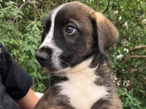 Cachorro raça SRD  idade Abaixo de 2 meses nome Sem Nome
