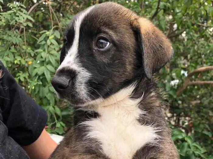 Cachorro raça SRD  idade Abaixo de 2 meses nome Sem Nome