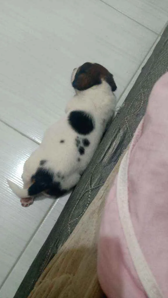 Cachorro raça Sem raça idade 2 a 6 meses nome Sem nome