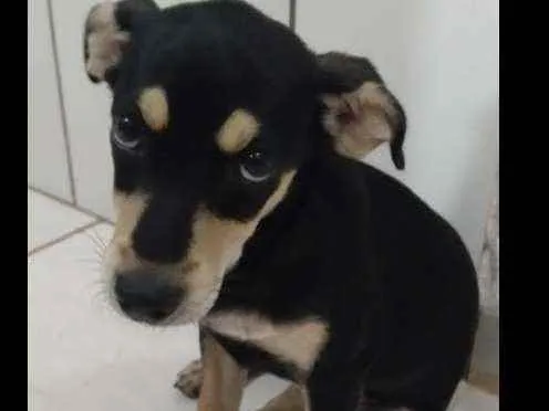 Cachorro ra a SRD idade 2 a 6 meses nome Lola