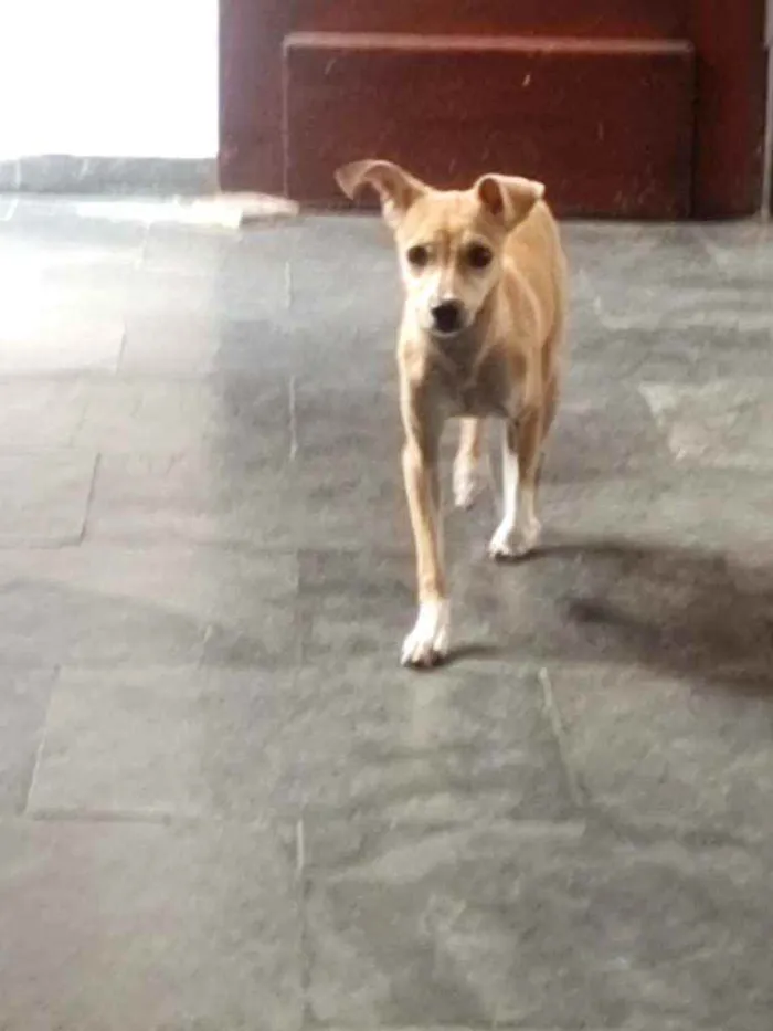 Cachorro ra a SRD idade 7 a 11 meses nome Milka