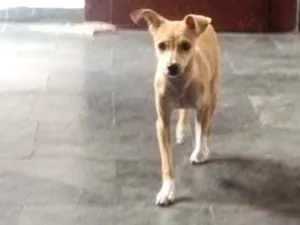 Cachorro raça SRD idade 7 a 11 meses nome Milka