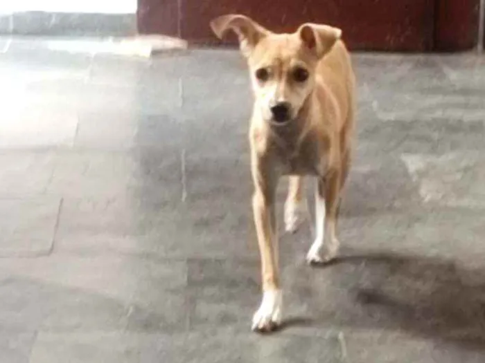 Cachorro ra a SRD idade 7 a 11 meses nome Milka