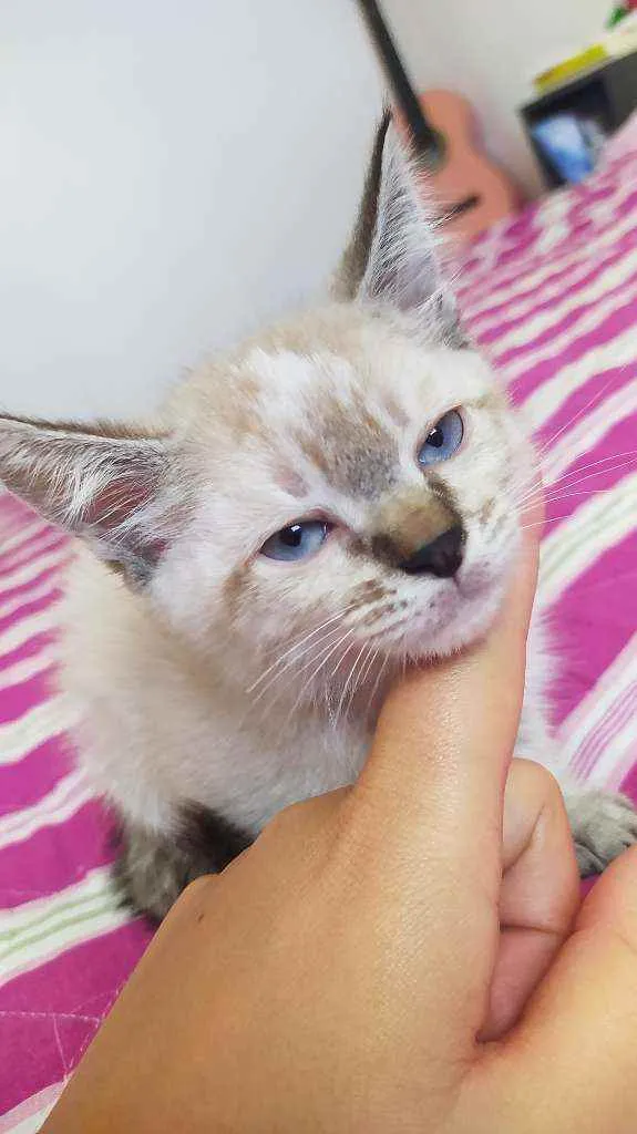 Gato ra a De rua idade Abaixo de 2 meses nome Madruguinha