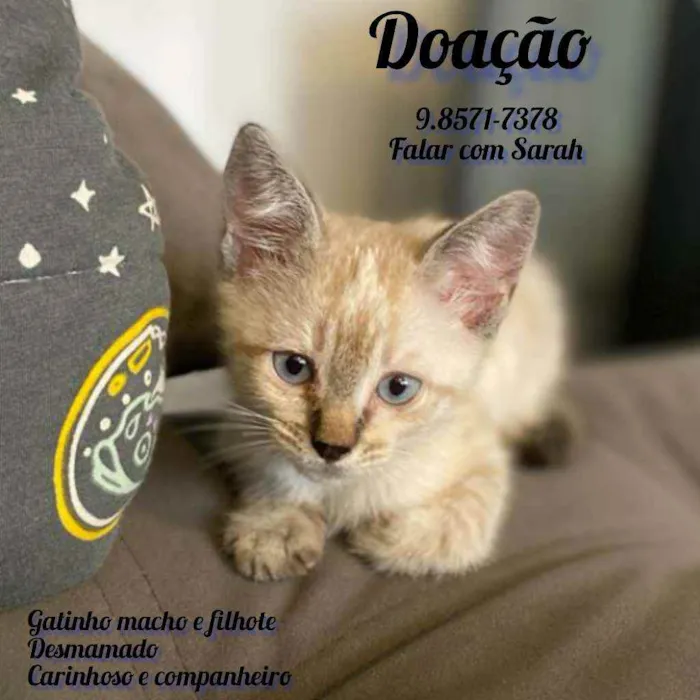 Gato ra a De rua idade Abaixo de 2 meses nome Madruguinha