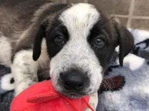 Cachorro raça SRD idade Abaixo de 2 meses nome Sem nome