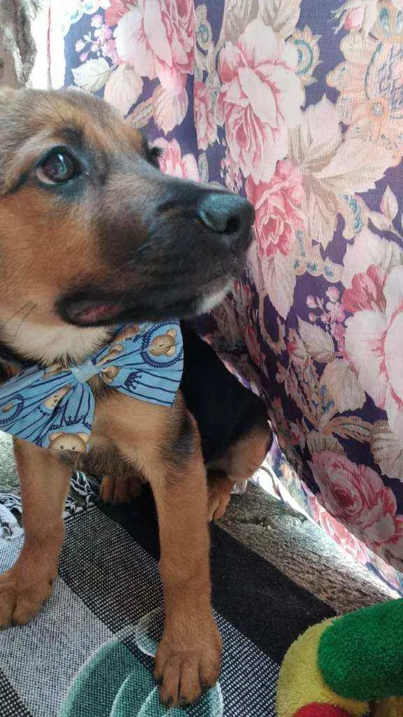 Cachorro raça Srd idade 2 a 6 meses nome Emily 