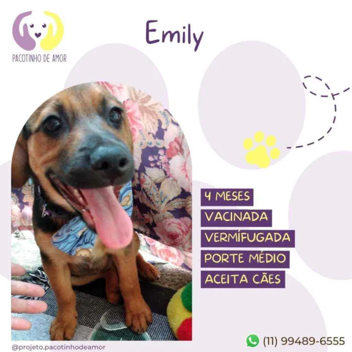Cachorro raça Srd idade 2 a 6 meses nome Emily 