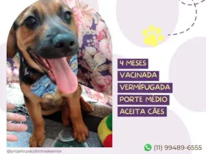 Cachorro raça Srd idade 2 a 6 meses nome Emily 