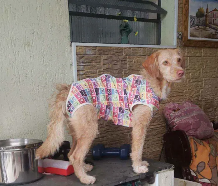 Cachorro raça Srd idade 1 ano nome Mel