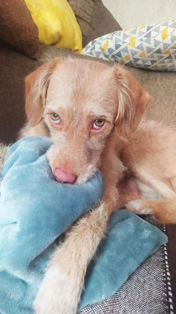 Cachorro raça Srd idade 1 ano nome Mel