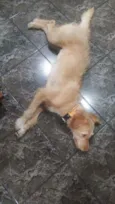 Cachorro raça Srd idade 1 ano nome Mel