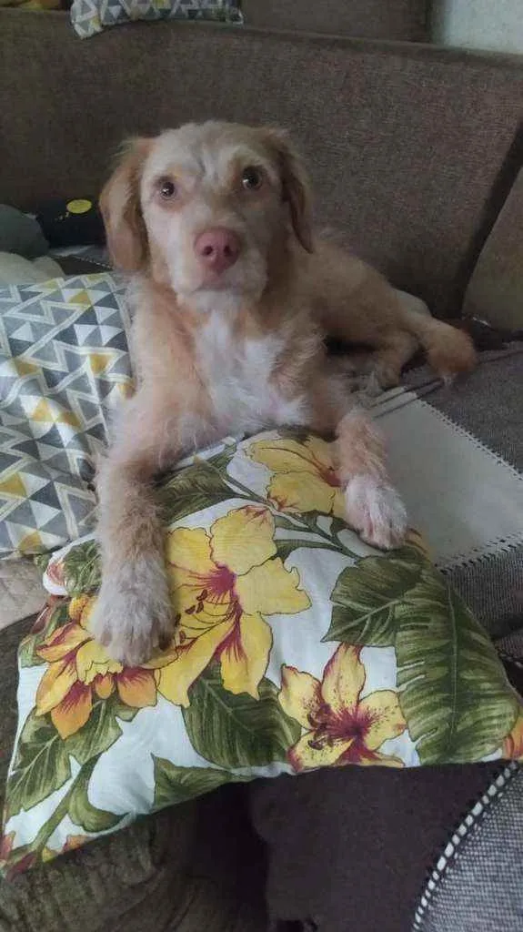Cachorro raça Srd idade 1 ano nome Mel