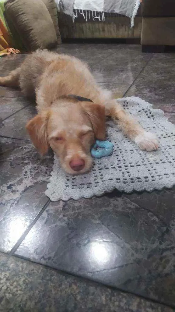Cachorro raça Srd idade 1 ano nome Mel