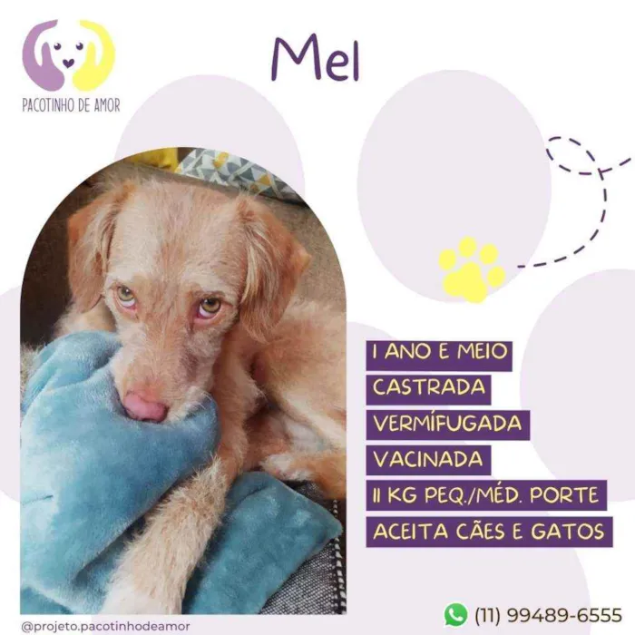 Cachorro raça Srd idade 1 ano nome Mel