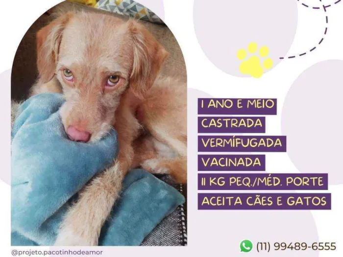 Cachorro raça Srd idade 1 ano nome Mel