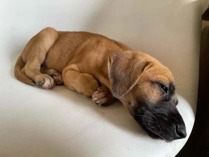 Cachorro ra a Vira-lata  idade 2 a 6 meses nome Bragança 