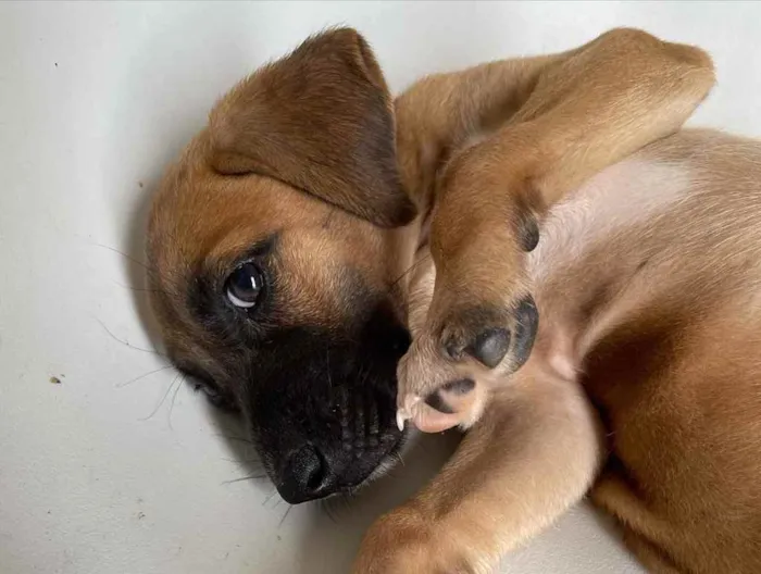 Cachorro ra a Vira-lata  idade 2 a 6 meses nome Bragança 