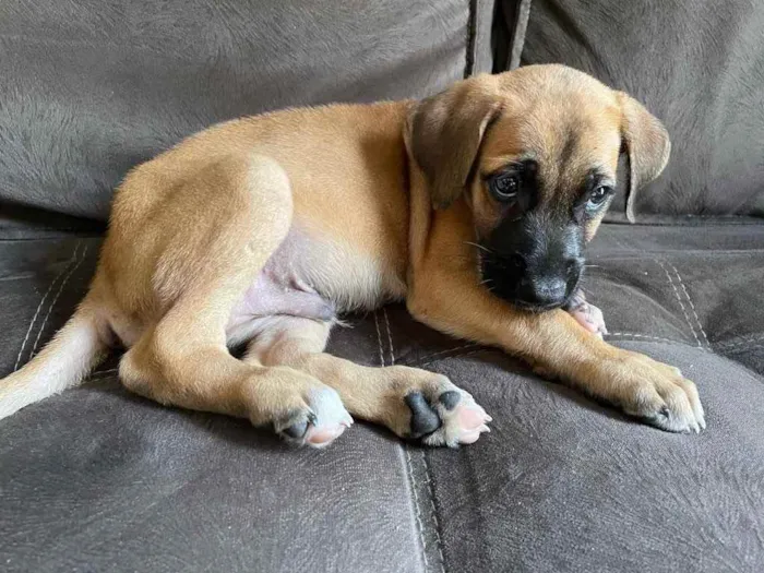 Cachorro ra a Vira-lata  idade 2 a 6 meses nome Bragança 