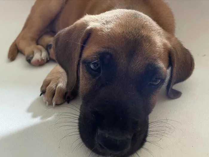 Cachorro ra a Vira-lata  idade 2 a 6 meses nome Bragança 