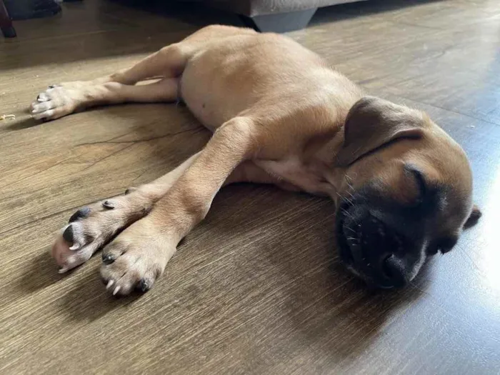 Cachorro ra a Vira-lata  idade 2 a 6 meses nome Bragança 