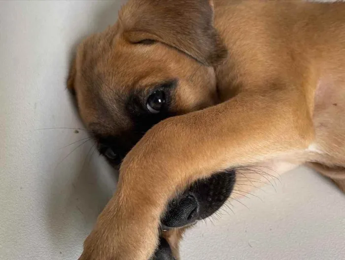 Cachorro ra a Vira-lata  idade 2 a 6 meses nome Bragança 
