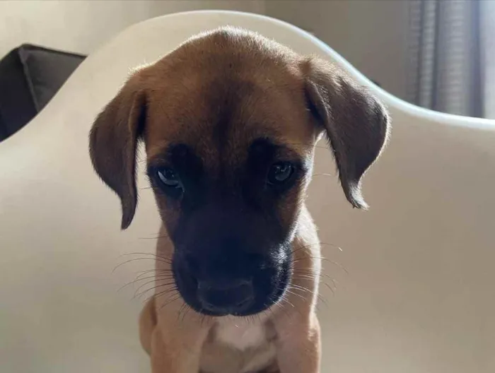 Cachorro ra a Vira-lata  idade 2 a 6 meses nome Bragança 