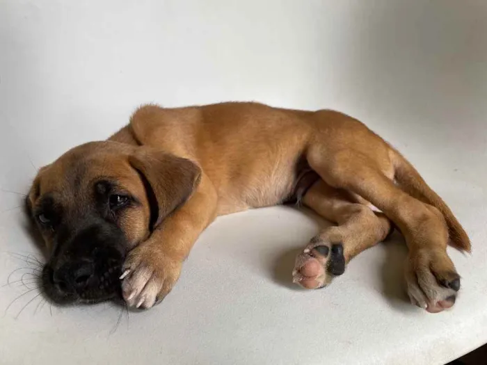 Cachorro ra a Vira-lata  idade 2 a 6 meses nome Bragança 