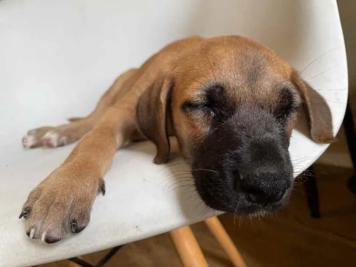 Cachorro ra a Vira-lata  idade 2 a 6 meses nome Bragança 