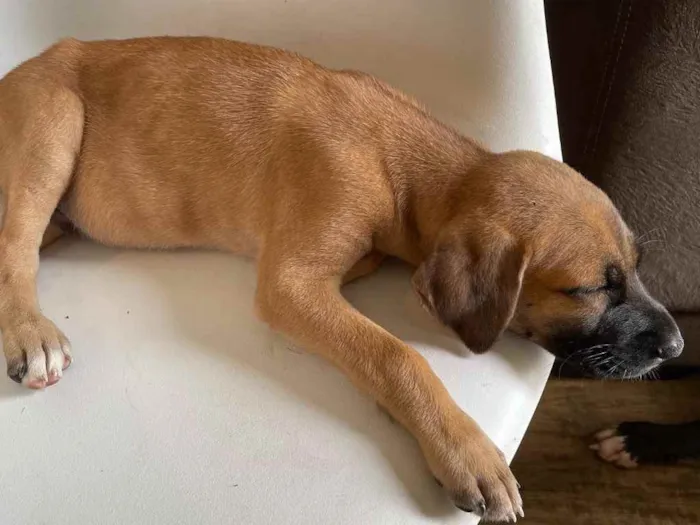Cachorro ra a Vira-lata  idade 2 a 6 meses nome Bragança 