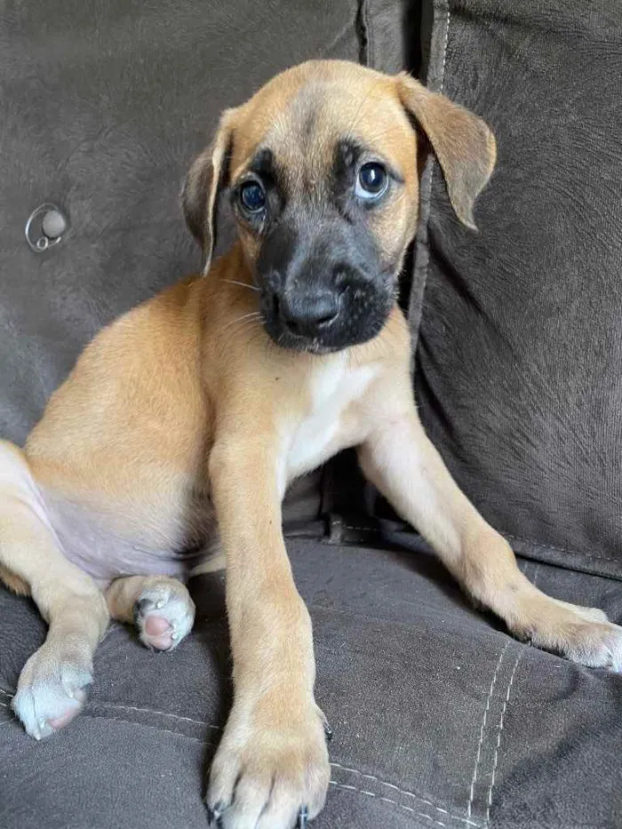 Cachorro ra a Vira-lata  idade 2 a 6 meses nome Bragança 