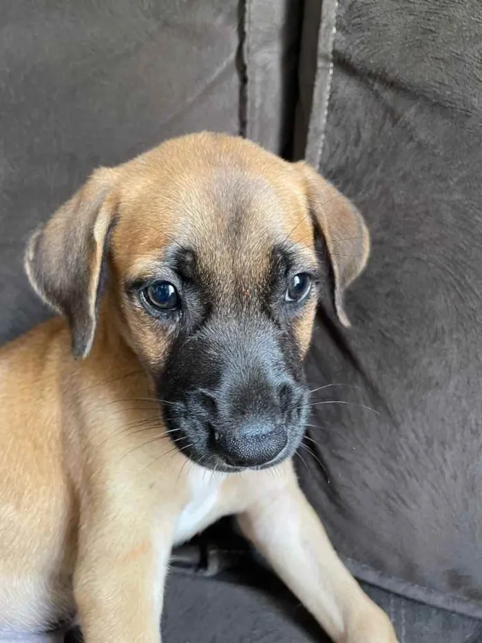 Cachorro ra a Vira-lata  idade 2 a 6 meses nome Bragança 