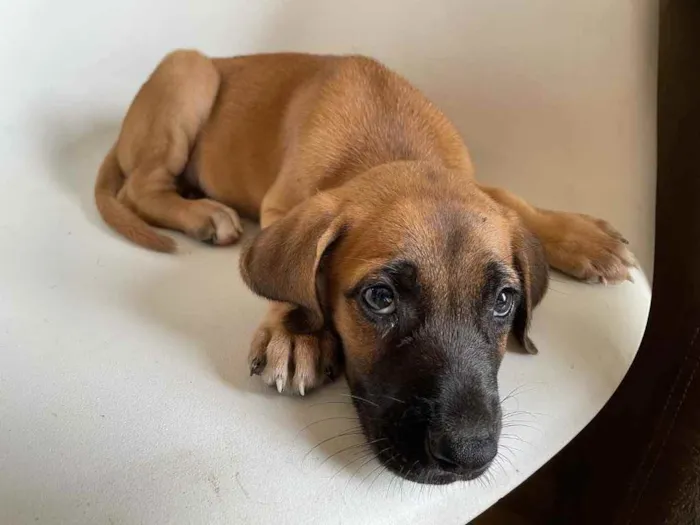 Cachorro ra a Vira-lata  idade 2 a 6 meses nome Bragança 