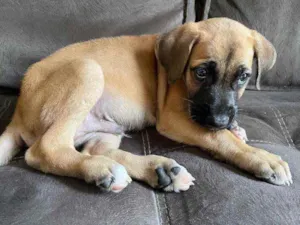 Cachorro raça Vira-lata  idade 2 a 6 meses nome Bragança 