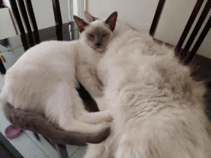 Gato raça Siamês idade 2 a 6 meses nome BETINHA Siamês