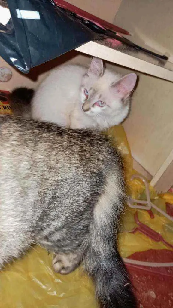 Gato ra a Não sei  idade 2 a 6 meses nome Mila, Kiara e Luna