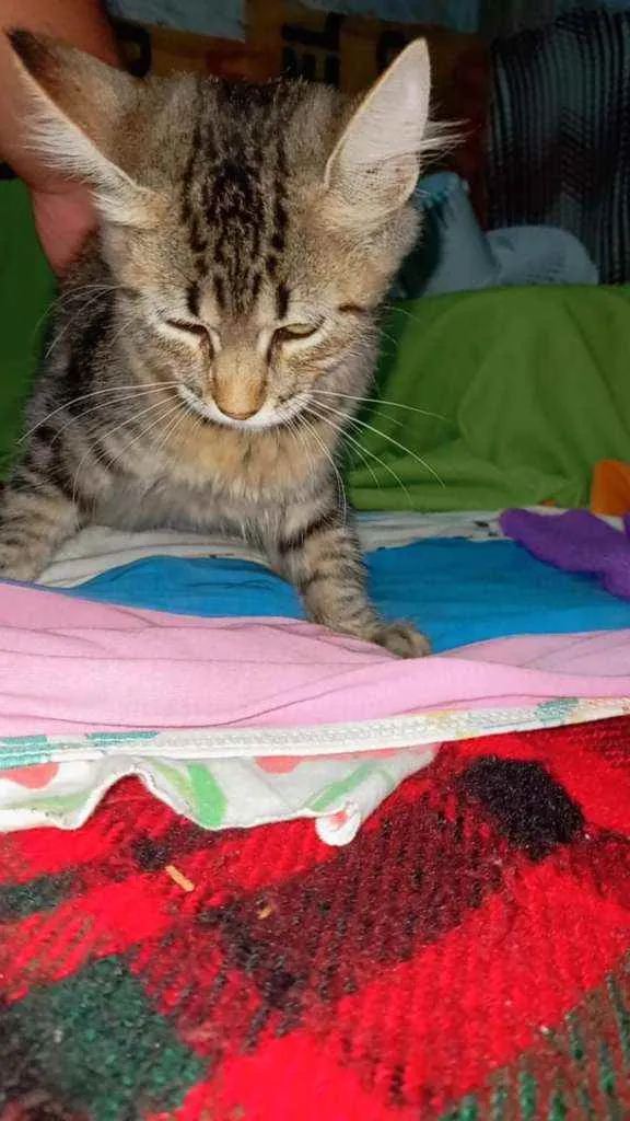 Gato ra a Não sei  idade 2 a 6 meses nome Mila, Kiara e Luna