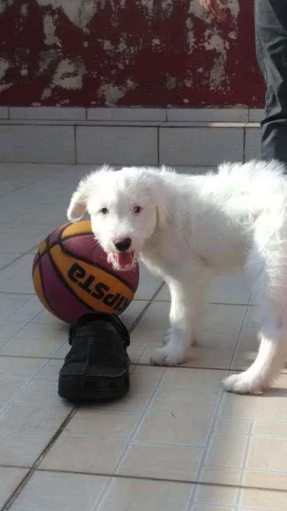 Cachorro ra a Sem raça definida idade 7 a 11 meses nome Pérola