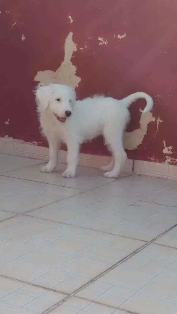 Cachorro ra a Sem raça definida idade 7 a 11 meses nome Pérola