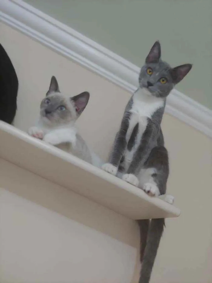 Gato raça Sem Raça Definida idade 2 a 6 meses nome AMOROSA