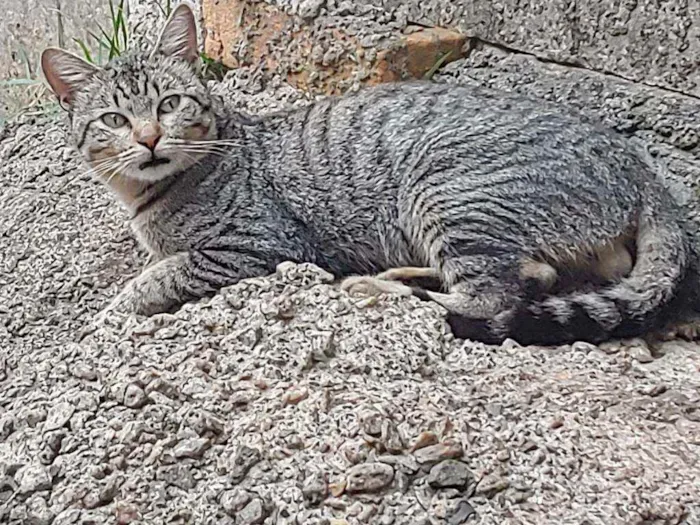 Gato raça Sem Raça Definida idade 2 a 6 meses nome TIGRE Meigo