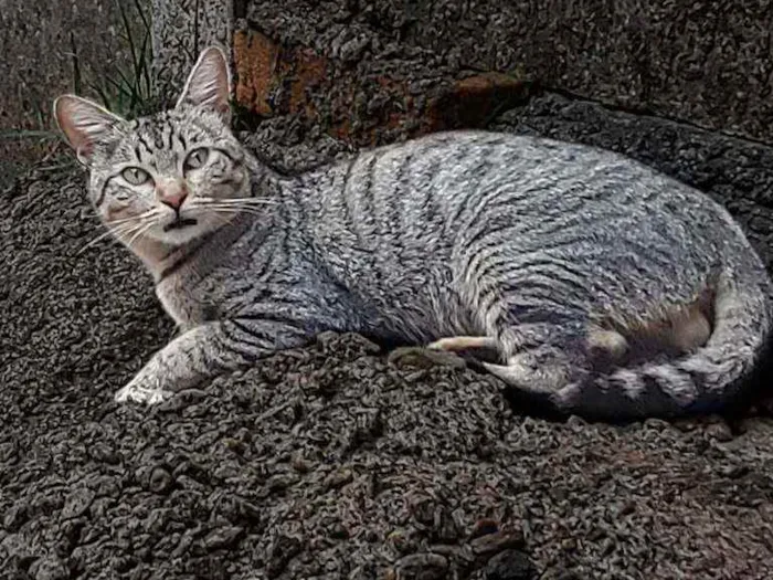 Gato raça Sem Raça Definida idade 2 a 6 meses nome TIGRE Meigo