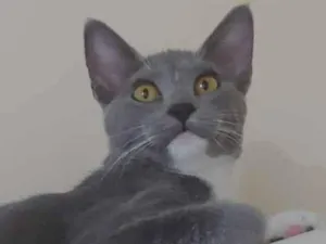 Gato raça Sem Raça Definida idade 2 a 6 meses nome AMOROSA