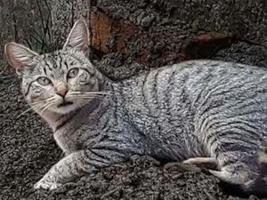 Gato raça Sem Raça Definida idade 2 a 6 meses nome TIGRE Meigo