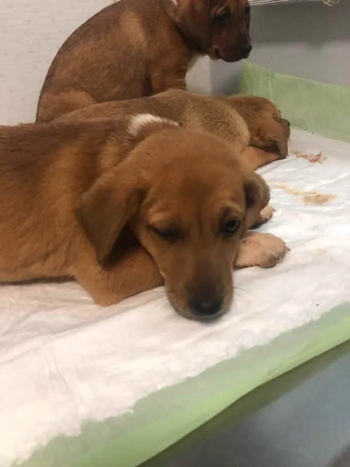 Cachorro ra a Sem raça  idade 2 a 6 meses nome Sem nome 
