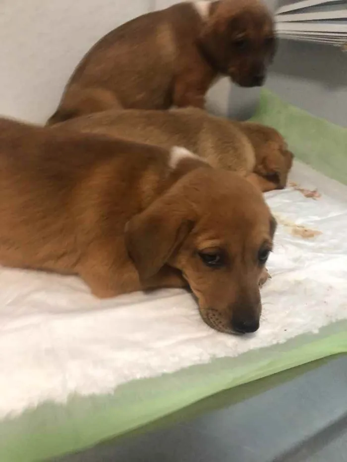 Cachorro ra a Sem raça  idade 2 a 6 meses nome Sem nome 