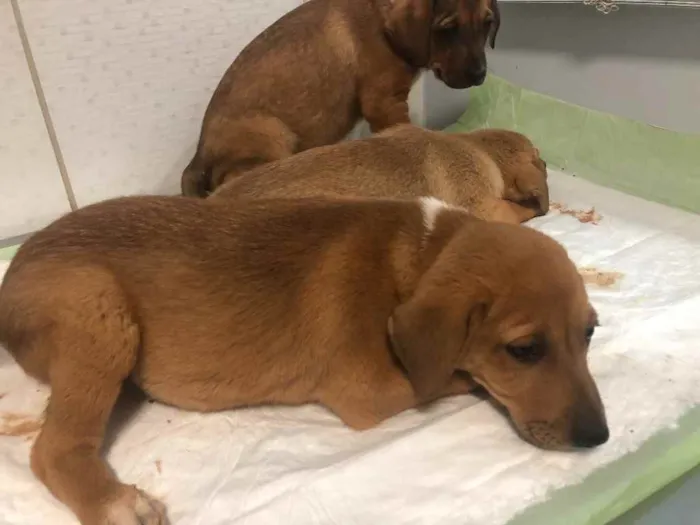 Cachorro ra a Sem raça  idade 2 a 6 meses nome Sem nome 